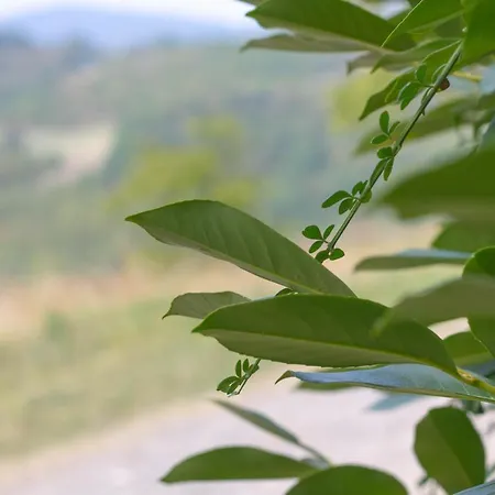 Granelli Bed & Breakfast Salsomaggiore Terme