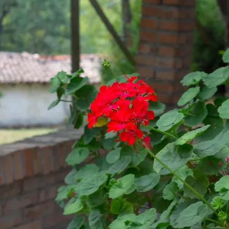 Bed & Breakfast Granelli Salsomaggiore Terme